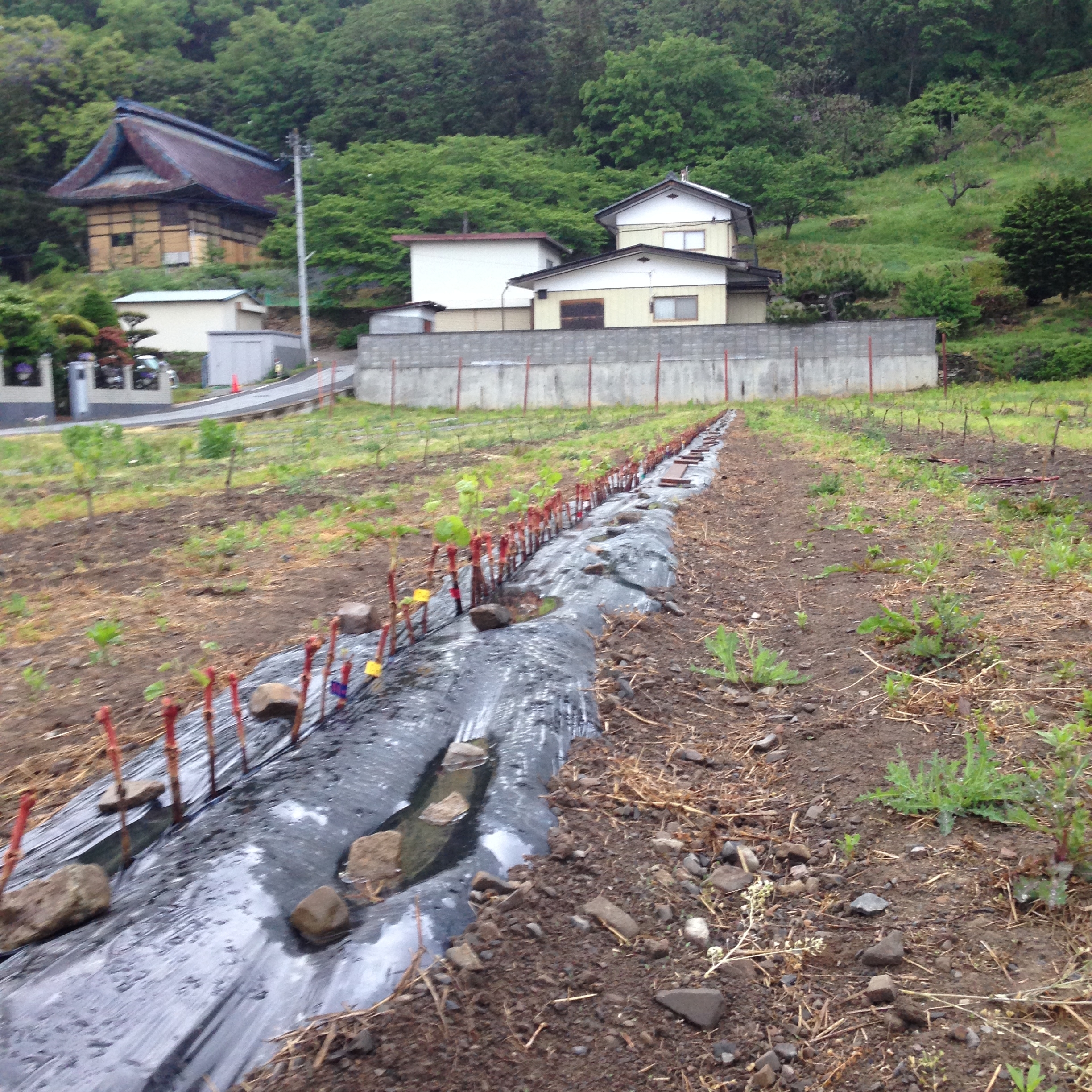 仮植え0518