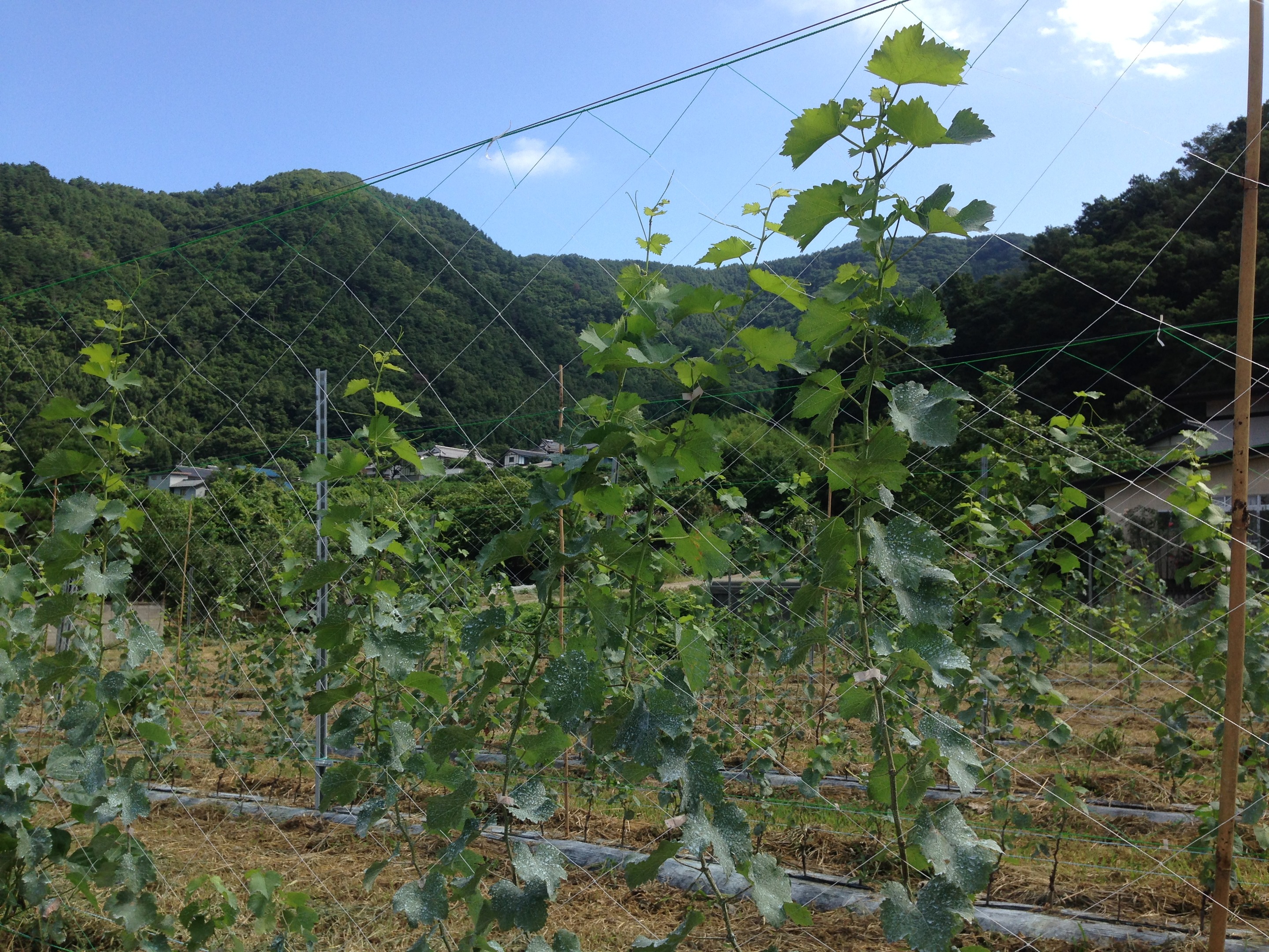 8月夏季剪定